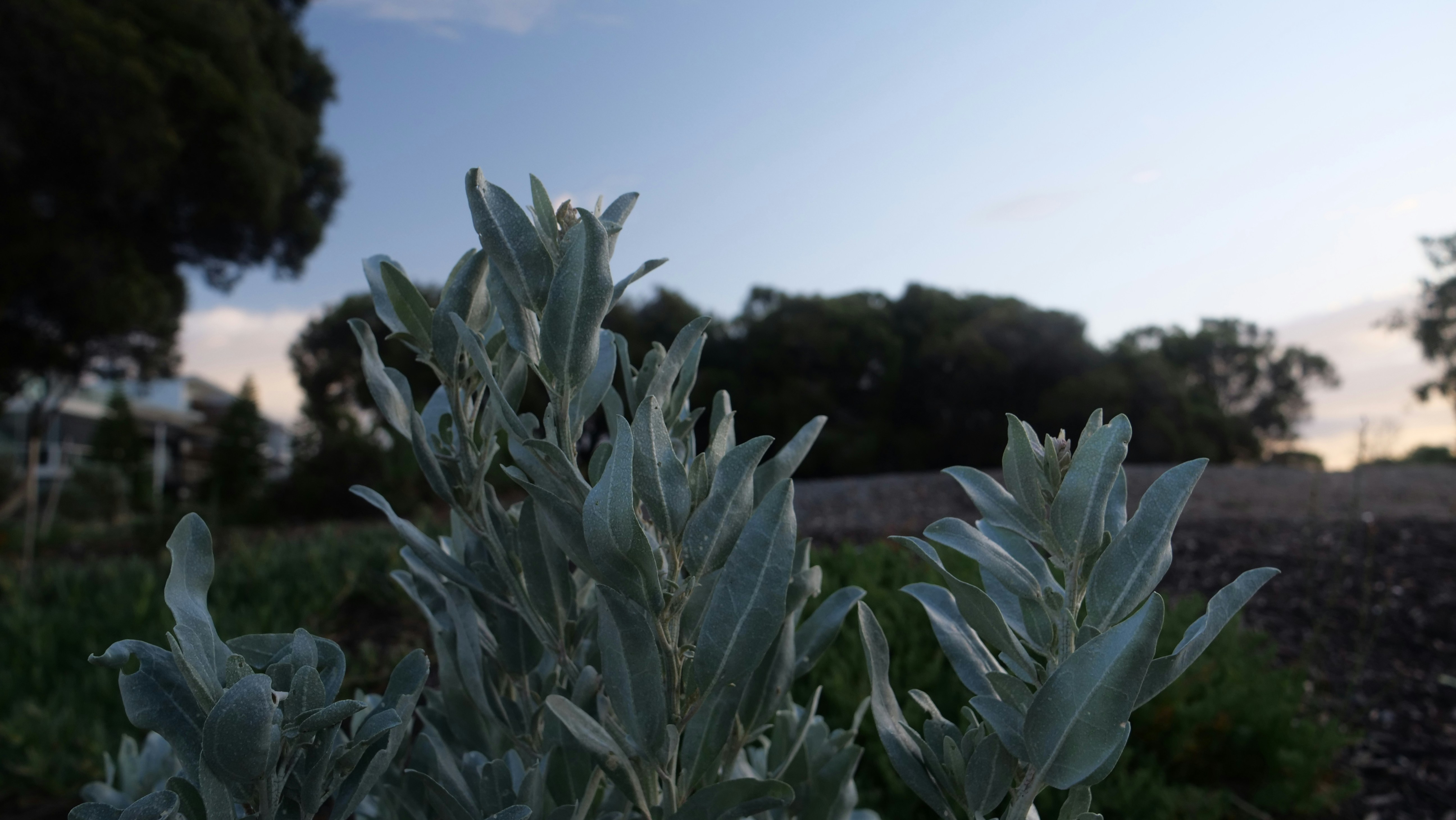 un gros plan d’une plante avec des arbres en arrière-plan
