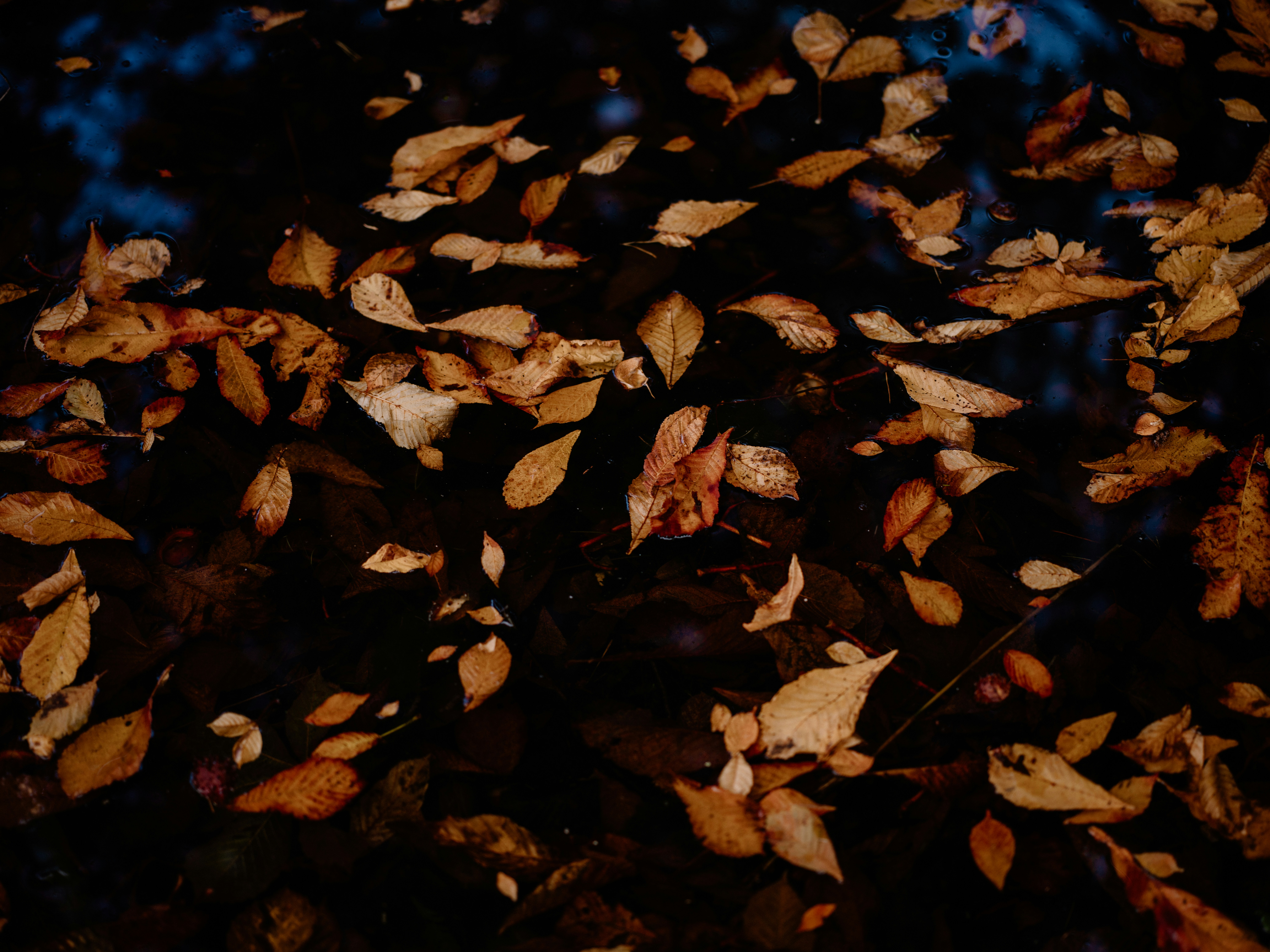 Photo by anniespratt