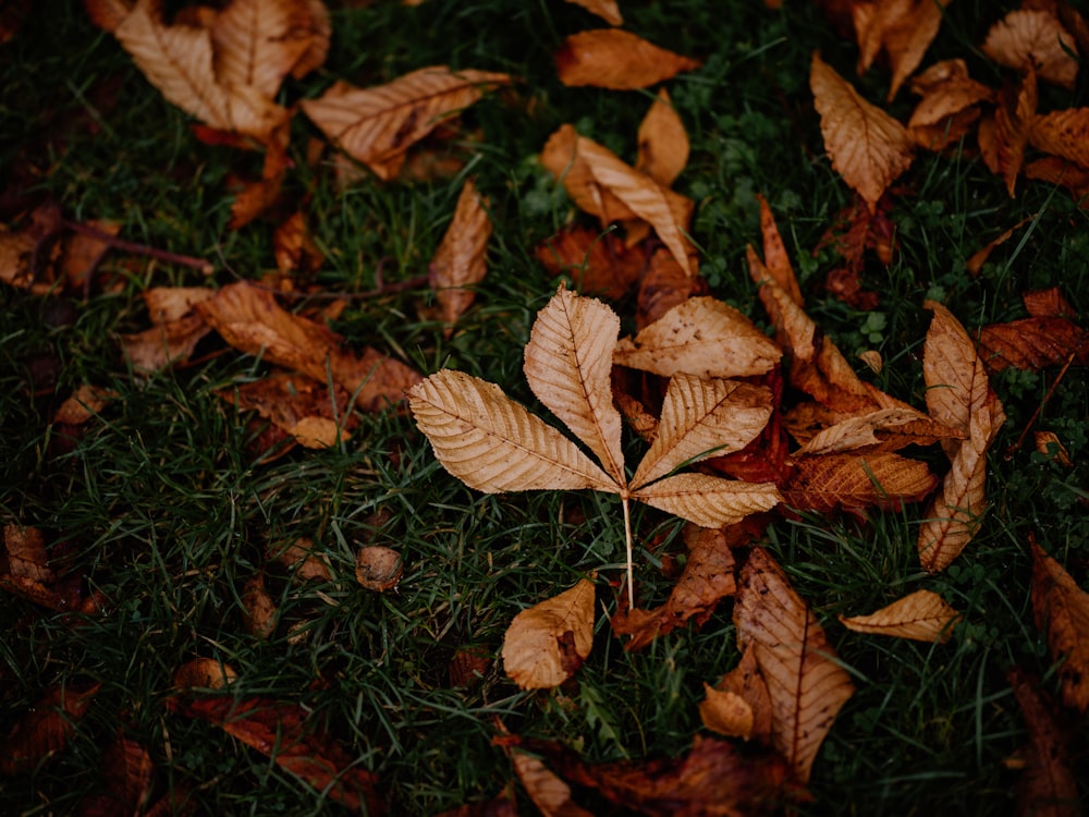 a bunch of leaves that are laying on the ground