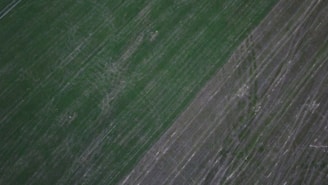 An aerial view of vast agricultural fields showing distinct linear patterns. The landscape is divided into two sections, one primarily green and the other brownish, indicating different crop types or stages of cultivation.
