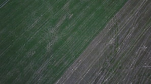 An aerial view of vast agricultural fields showing distinct linear patterns. The landscape is divided into two sections, one primarily green and the other brownish, indicating different crop types or stages of cultivation.