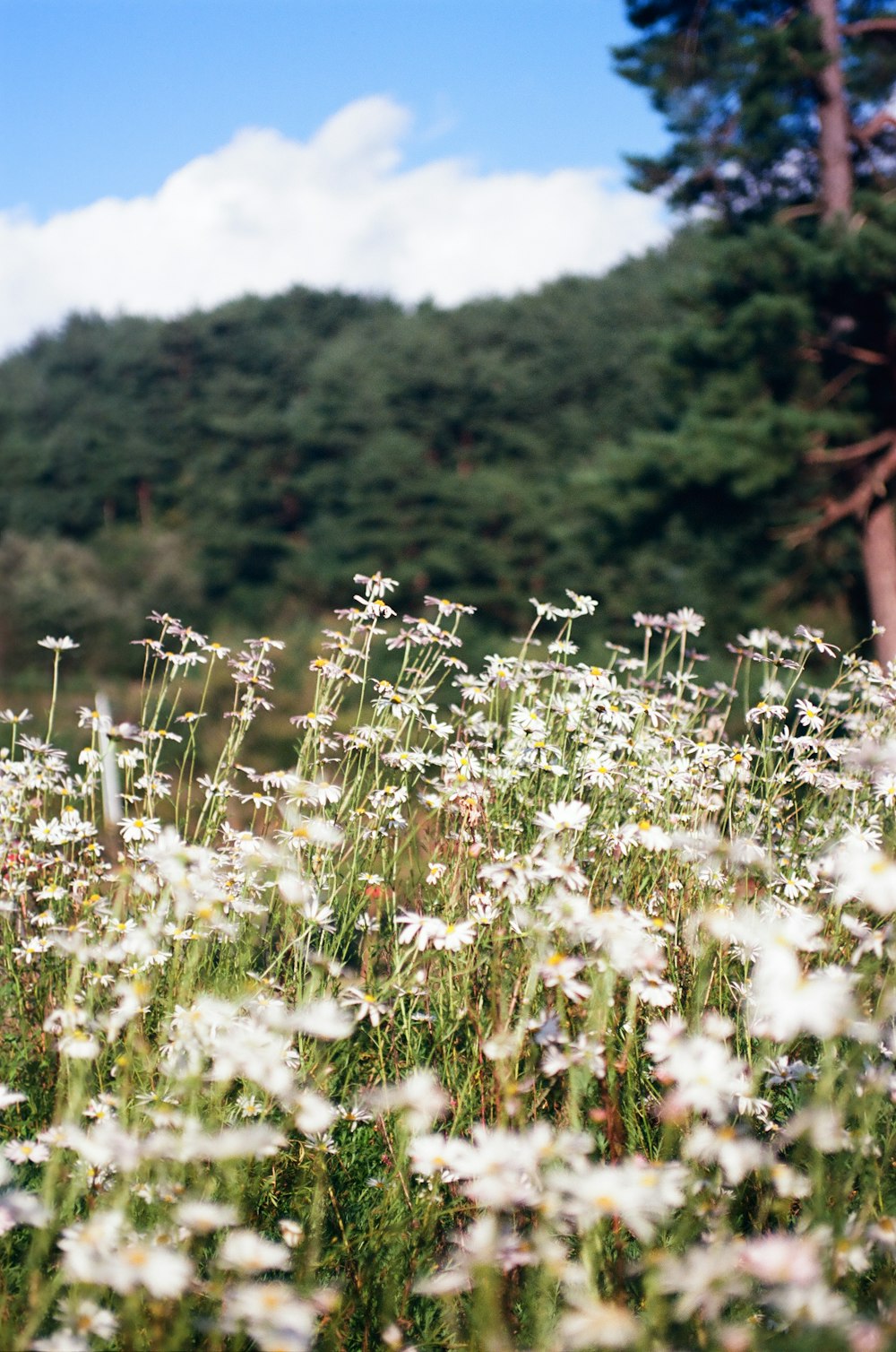 a field full of white flowers with trees in the background
