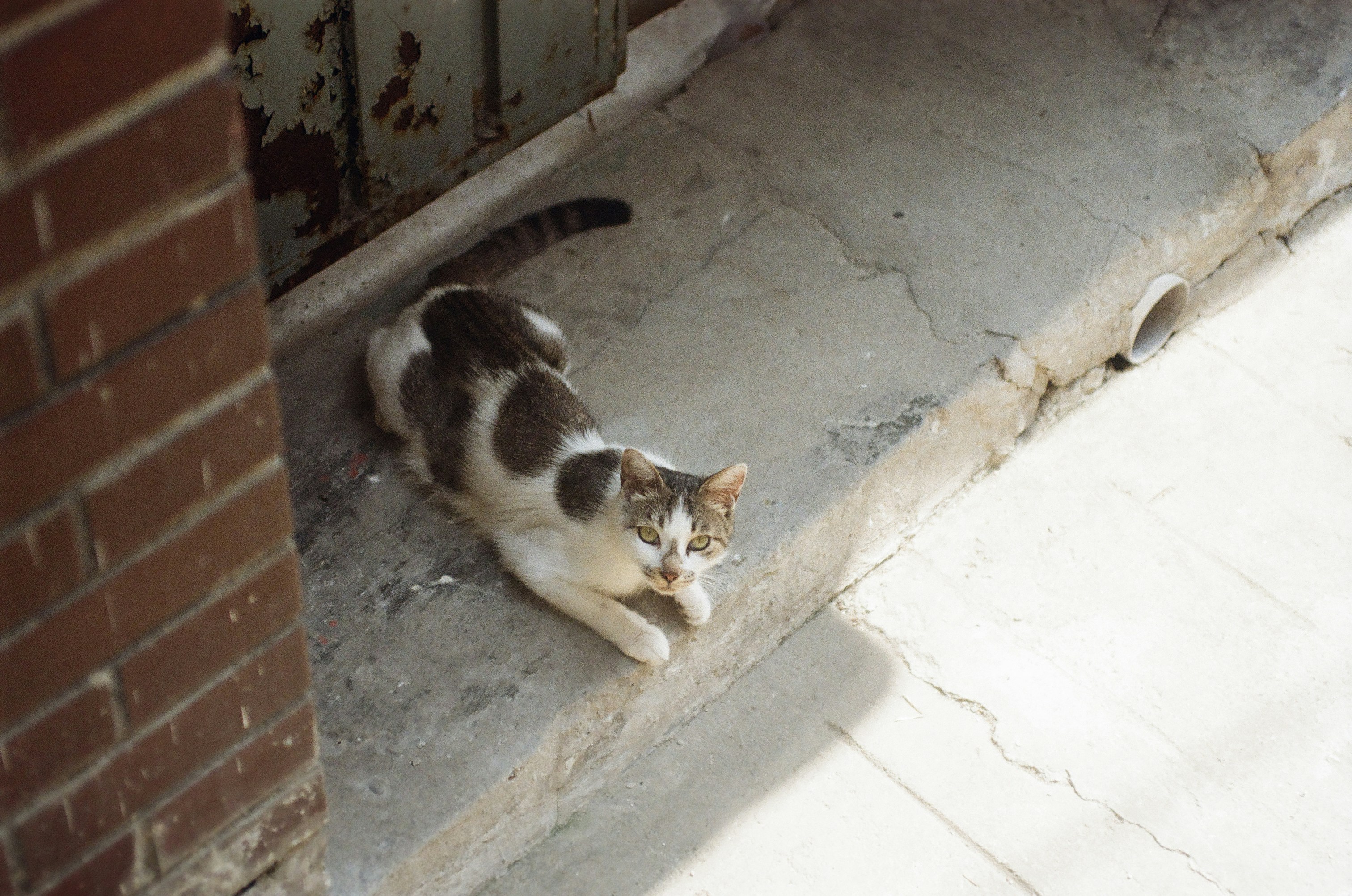 a cat sitting on the ground next to a door