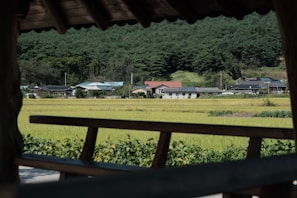 A serene view of the Yorkshire landscape where Proper Fungi is based.
