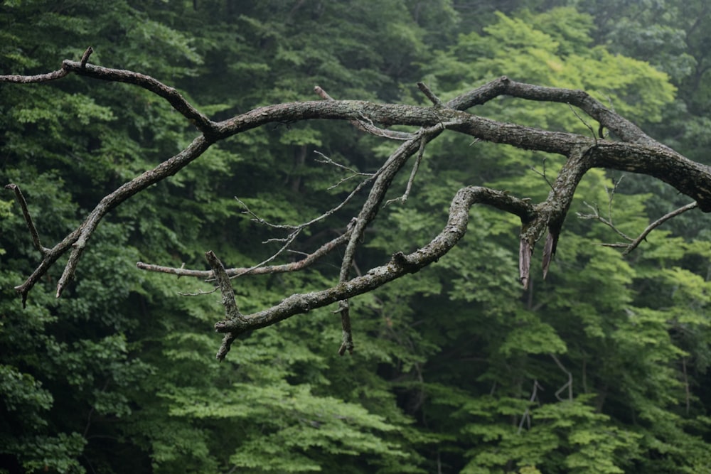 a bird perched on a tree branch in front of a forest