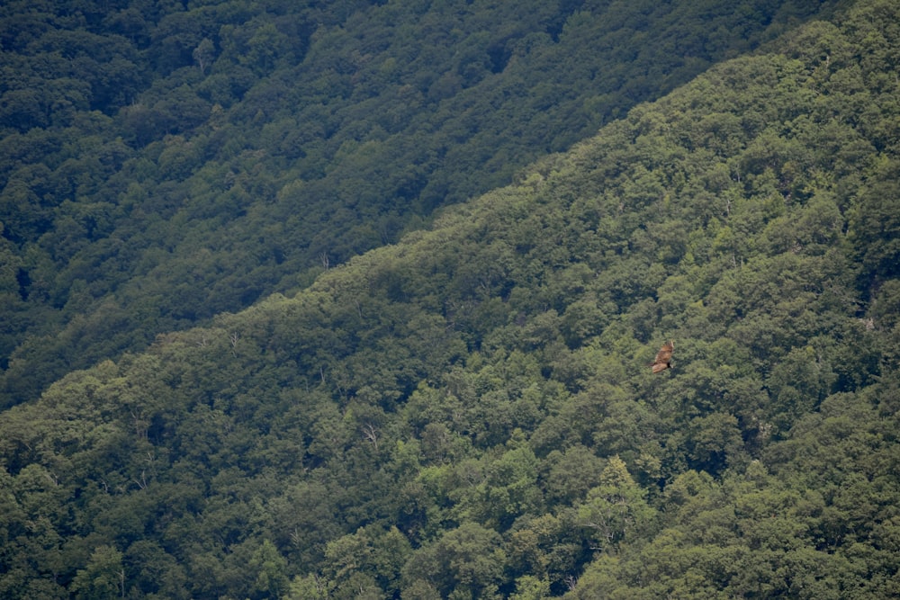 a bird flying over a lush green forest