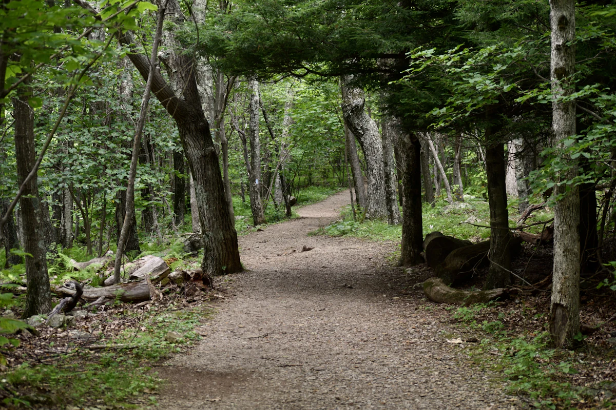 A wide dirt trail through hardwood forest in Shenandoah National Park