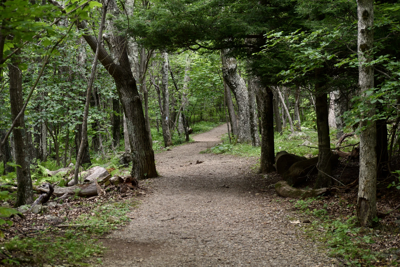 Sunlit dirt trail winding through a hardwood forest in the Delaware Water Gap