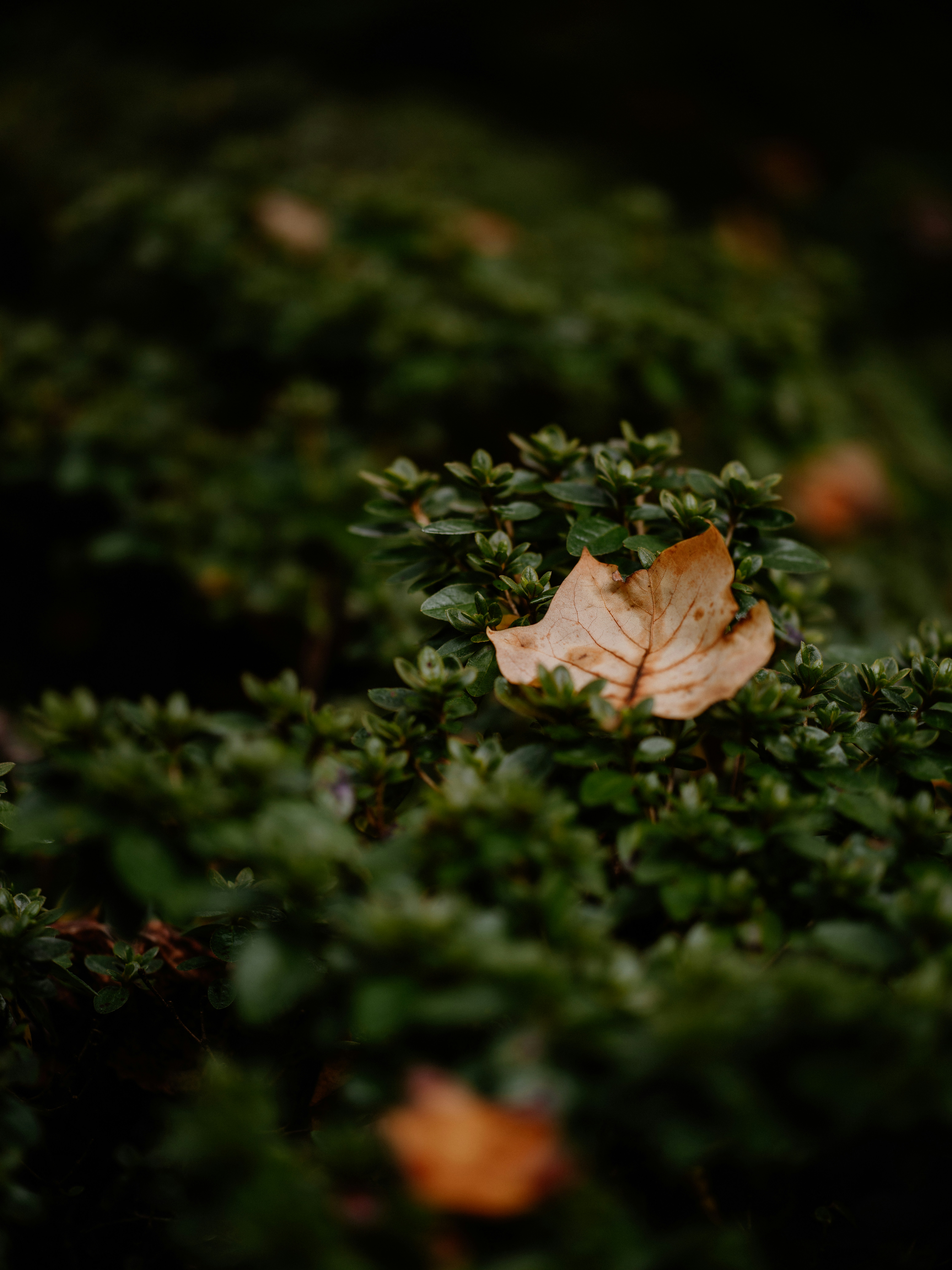 Photo by anniespratt