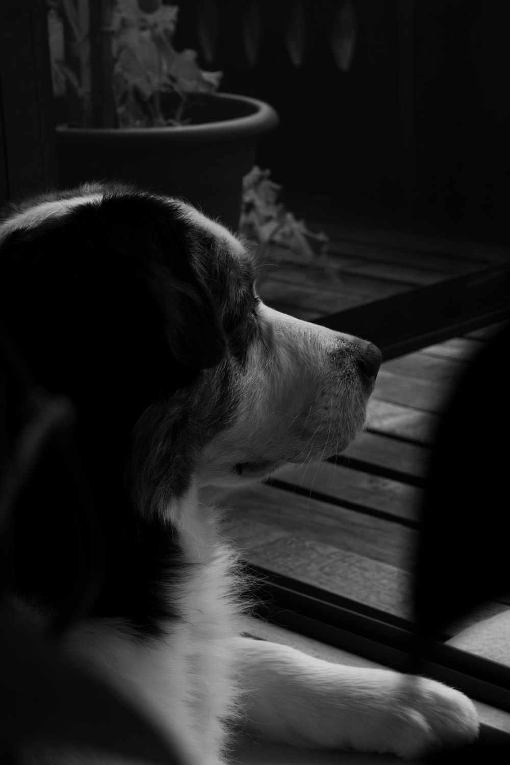 a black and white dog looking in a mirror
