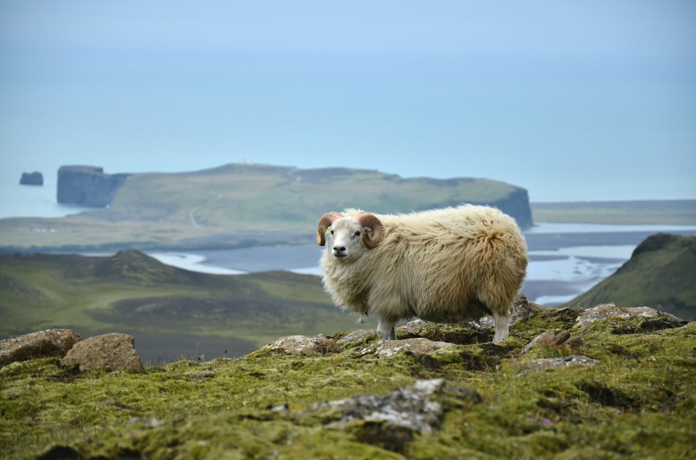 a sheep is standing on a grassy hill