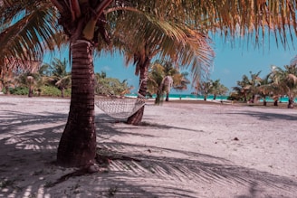 A sandy beach with gentle waves and a lone hammock swaying between palm trees.