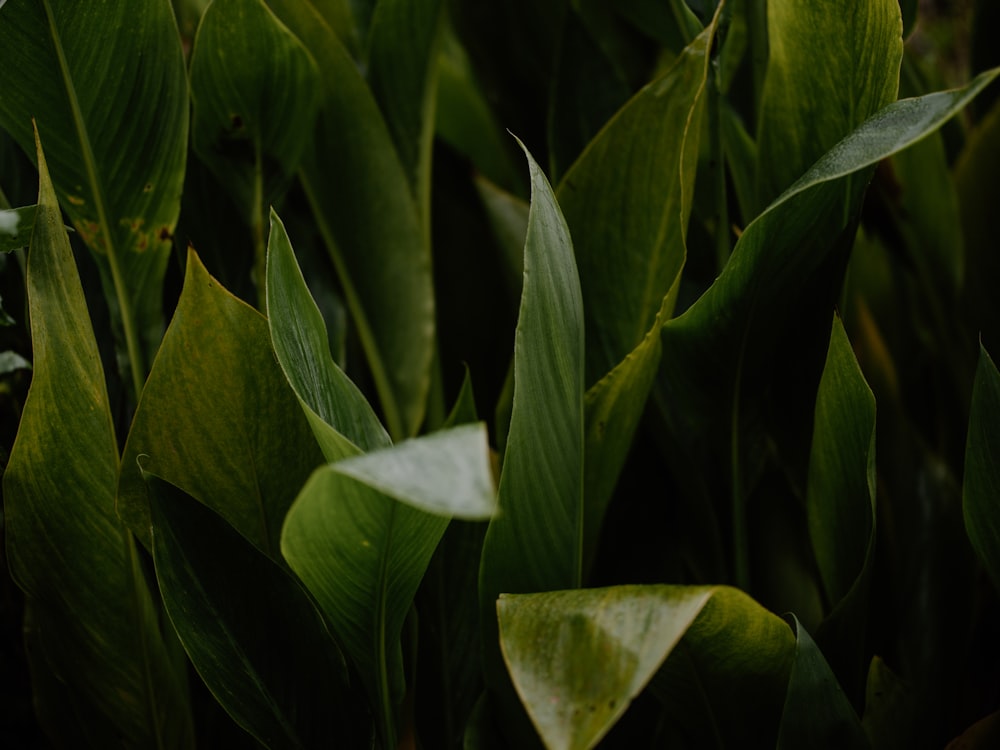 a close up of a bunch of green leaves