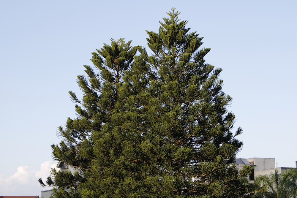 a large pine tree in front of a building