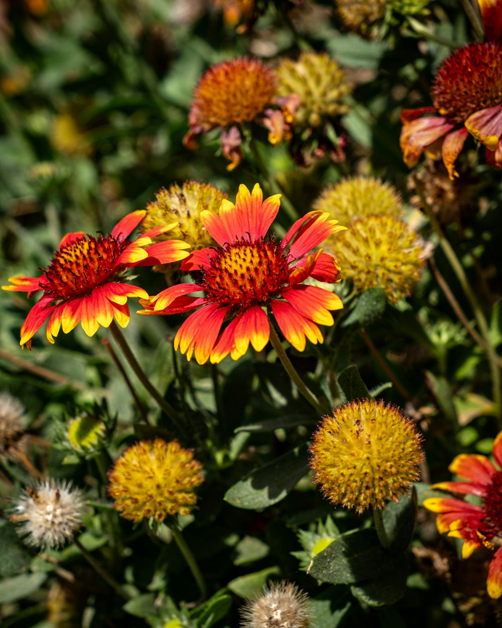a group of red and yellow flowers in a field