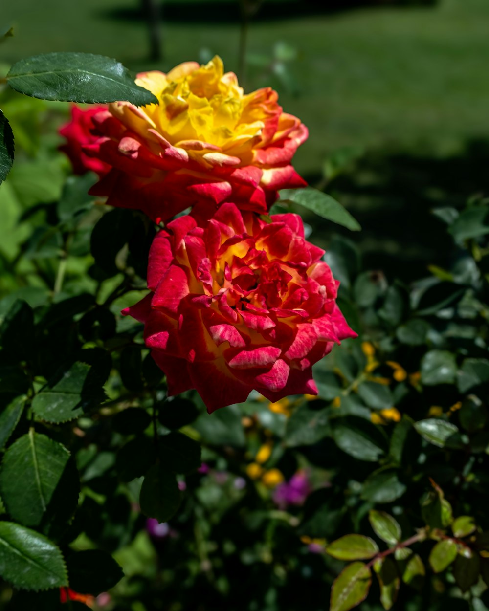 a red and yellow rose in a garden