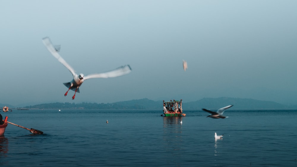 a bird flying over a body of water next to a boat