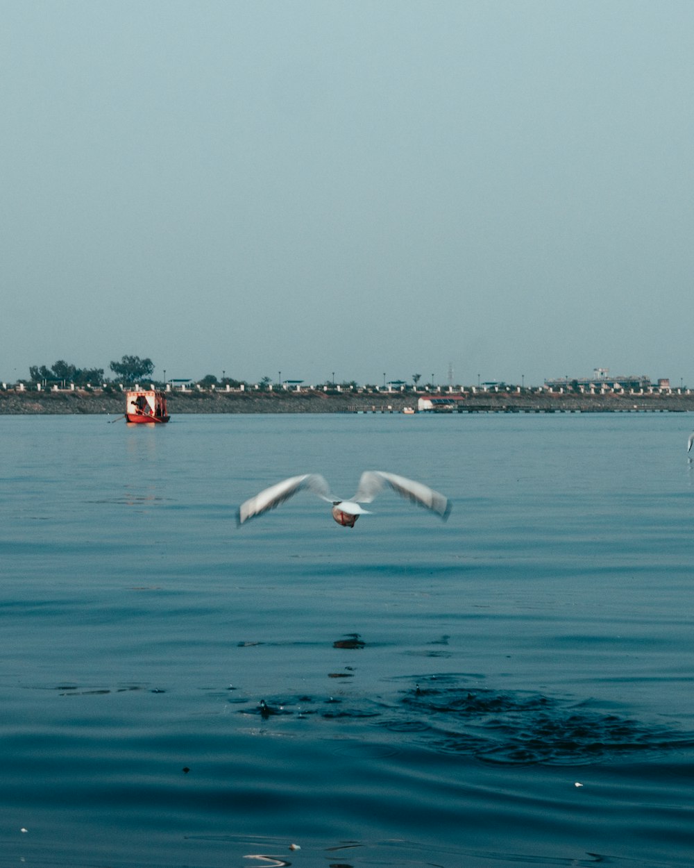 a bird flying over a body of water