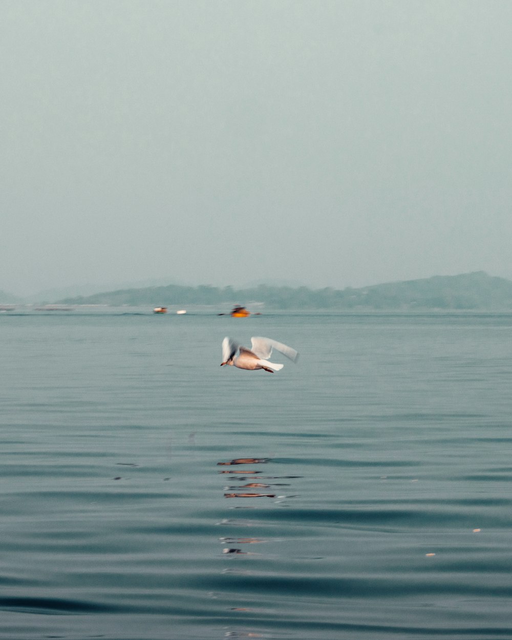 a seagull flying over a body of water