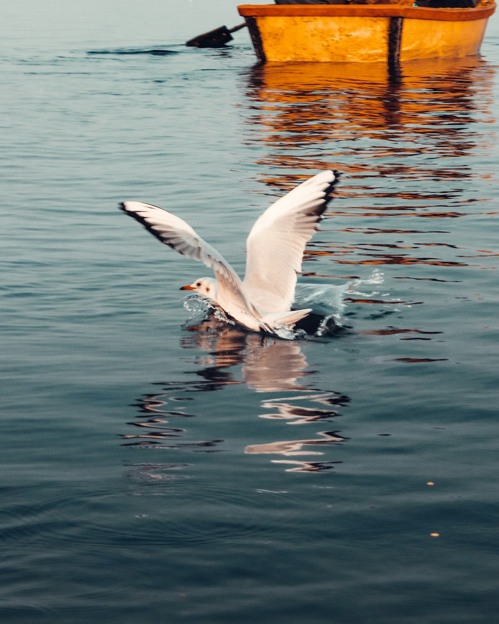 a seagull flying over a body of water with a boat in the background