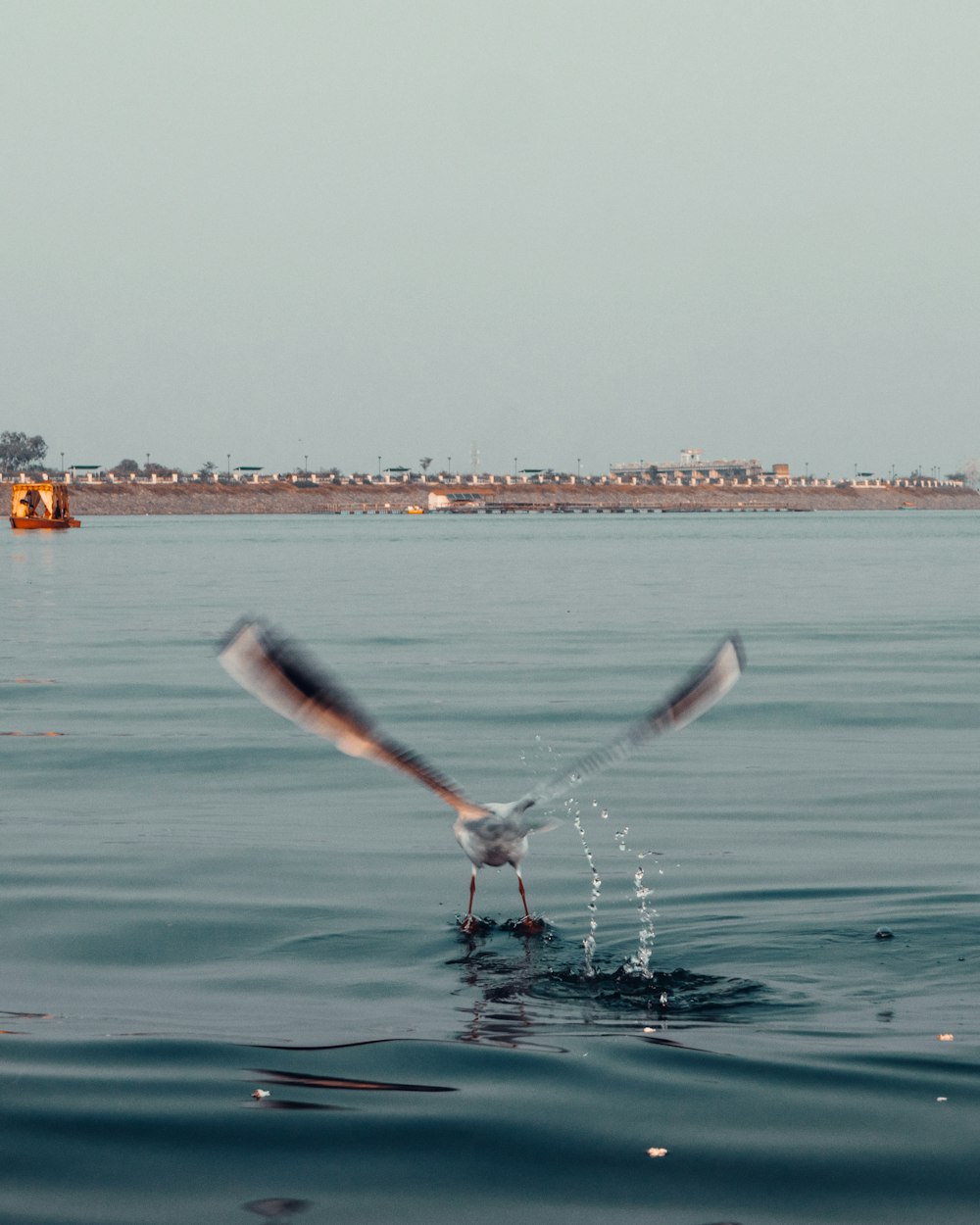 a seagull flying over a body of water