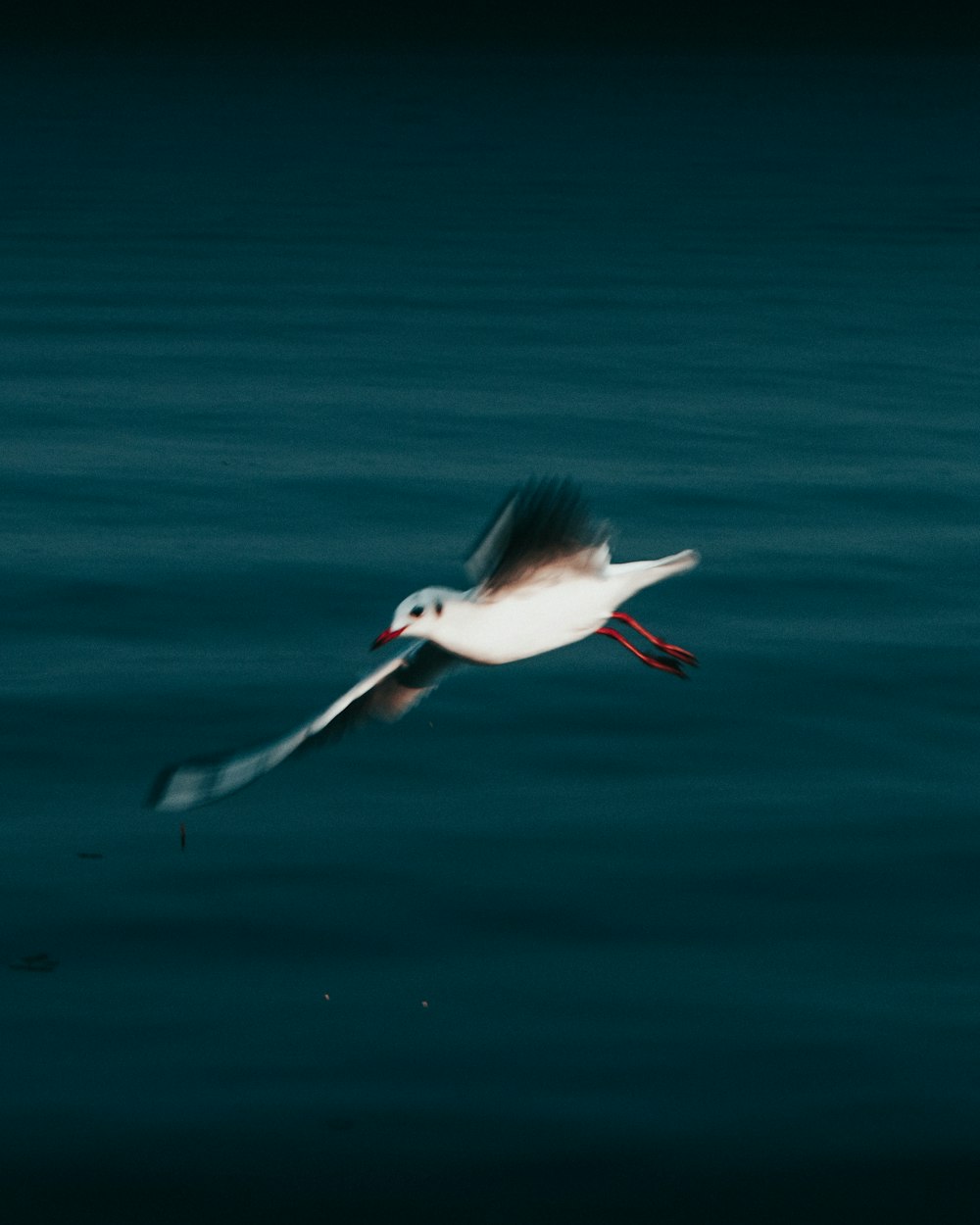 a seagull flying over a body of water