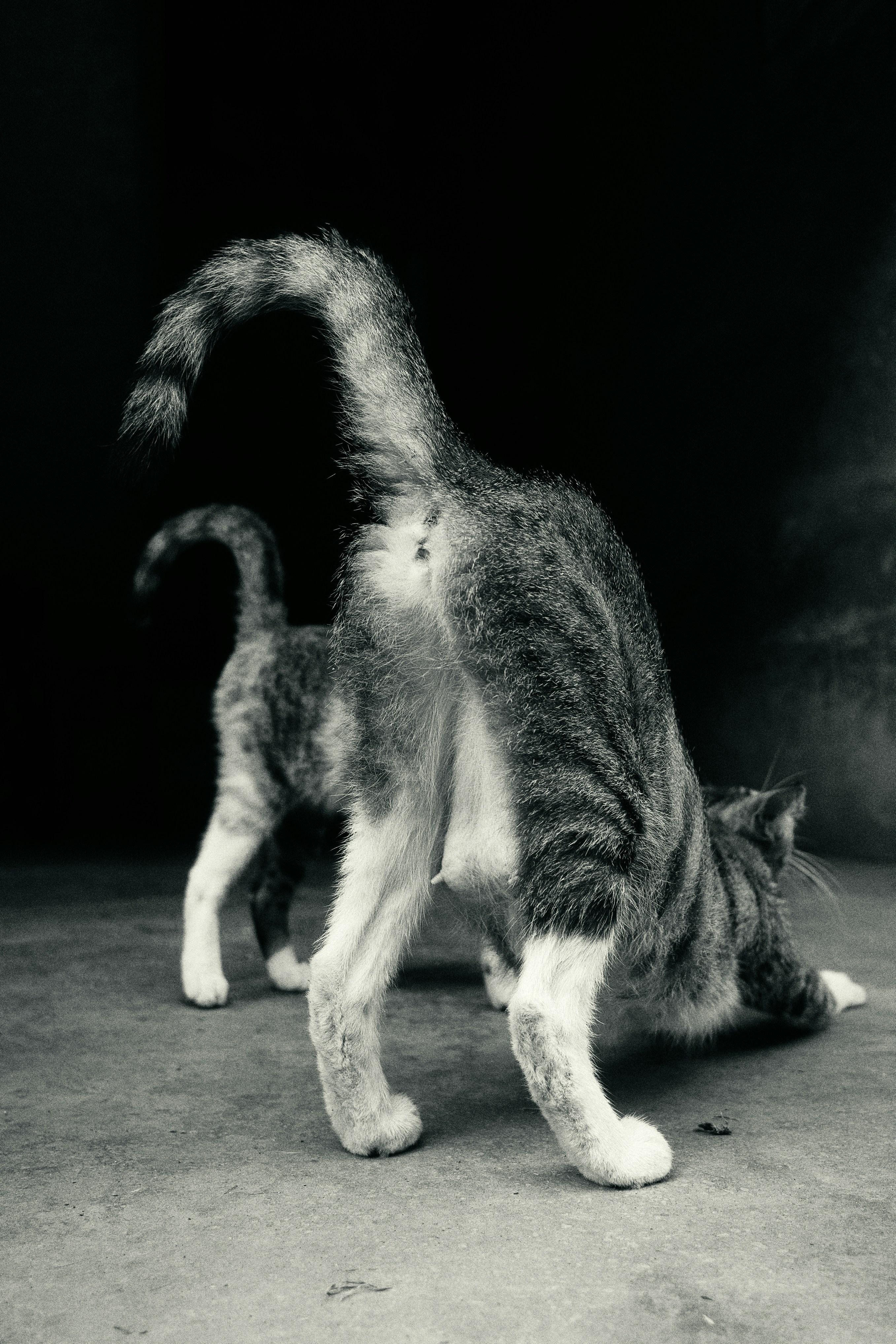 Conclusion: The Feline Friends That Blur the Line (image credits: unsplash)