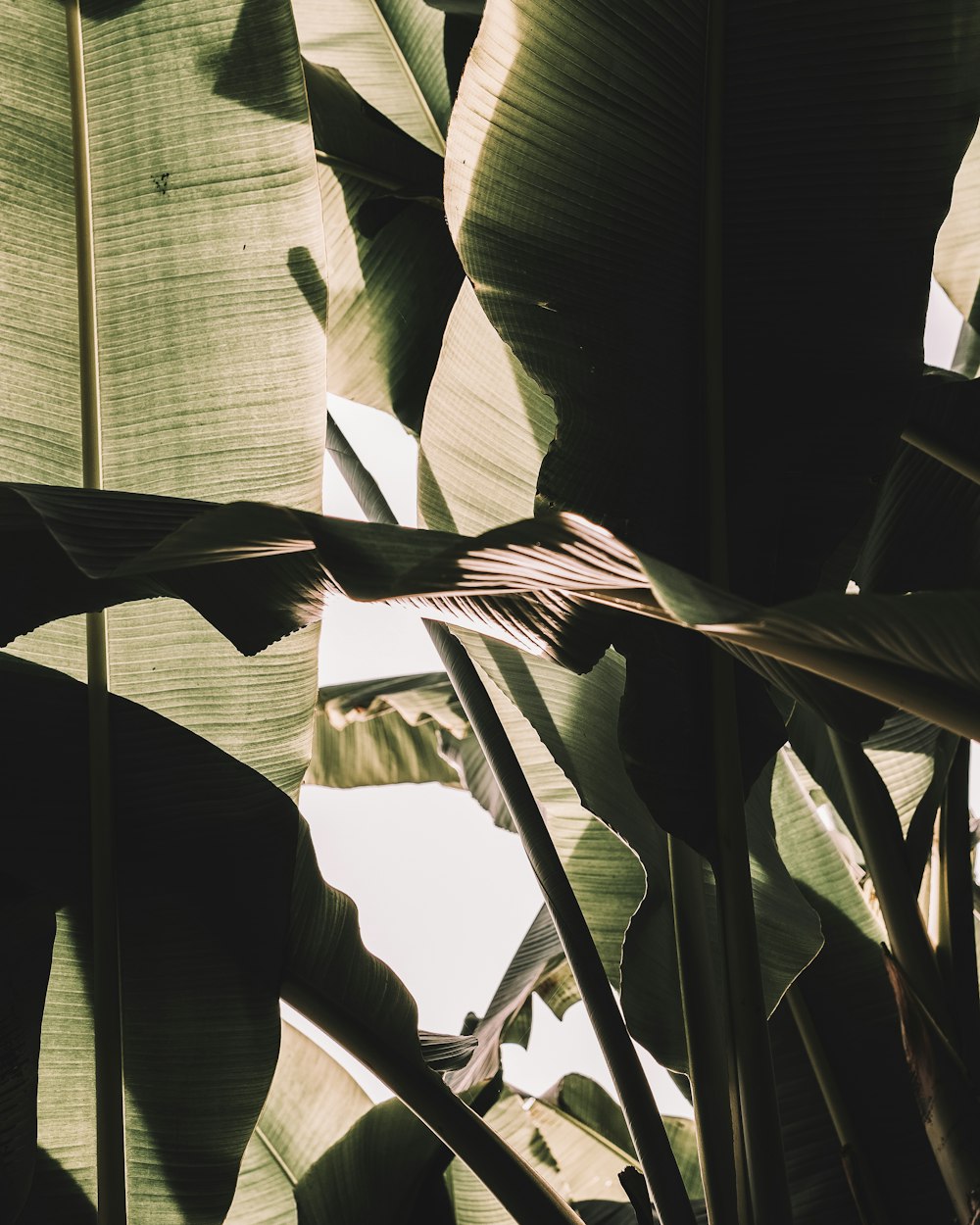 a close up of a large leafy plant