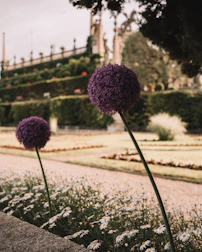 A garden border featuring allium flowers adding height and drama.