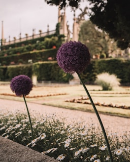 A garden scene featuring two tall purple allium flowers in the foreground, surrounded by a bed of small white daisies. The background shows a neatly manicured garden with terraced hedges and ornamental structures, possibly part of a historic or formal garden. The lighting is soft, suggesting an overcast day.