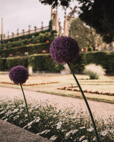 A garden scene featuring two tall purple allium flowers in the foreground, surrounded by a bed of small white daisies. The background shows a neatly manicured garden with terraced hedges and ornamental structures, possibly part of a historic or formal garden. The lighting is soft, suggesting an overcast day.