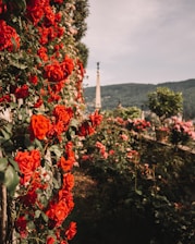 A beautiful rose garden symbolizing love and elegance.