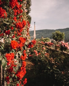 A beautiful rose garden symbolizing love and elegance.