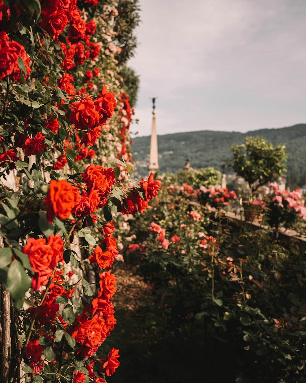 a rose bush with red flowers growing on it