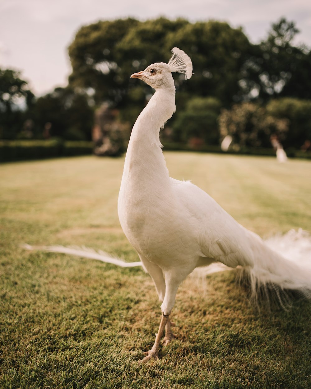 a white bird standing on top of a lush green field