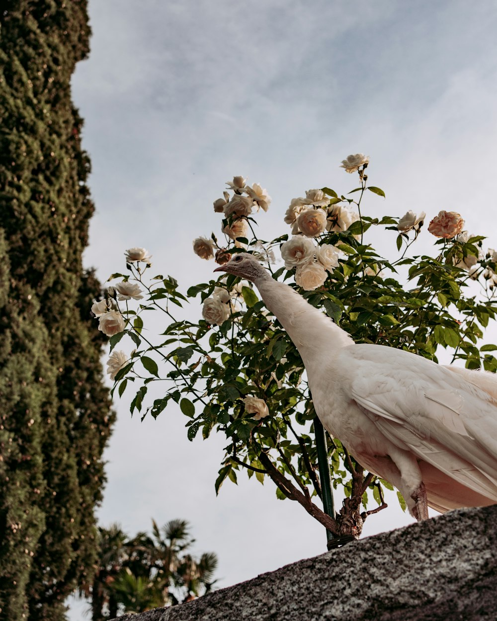 a white bird standing on top of a tree