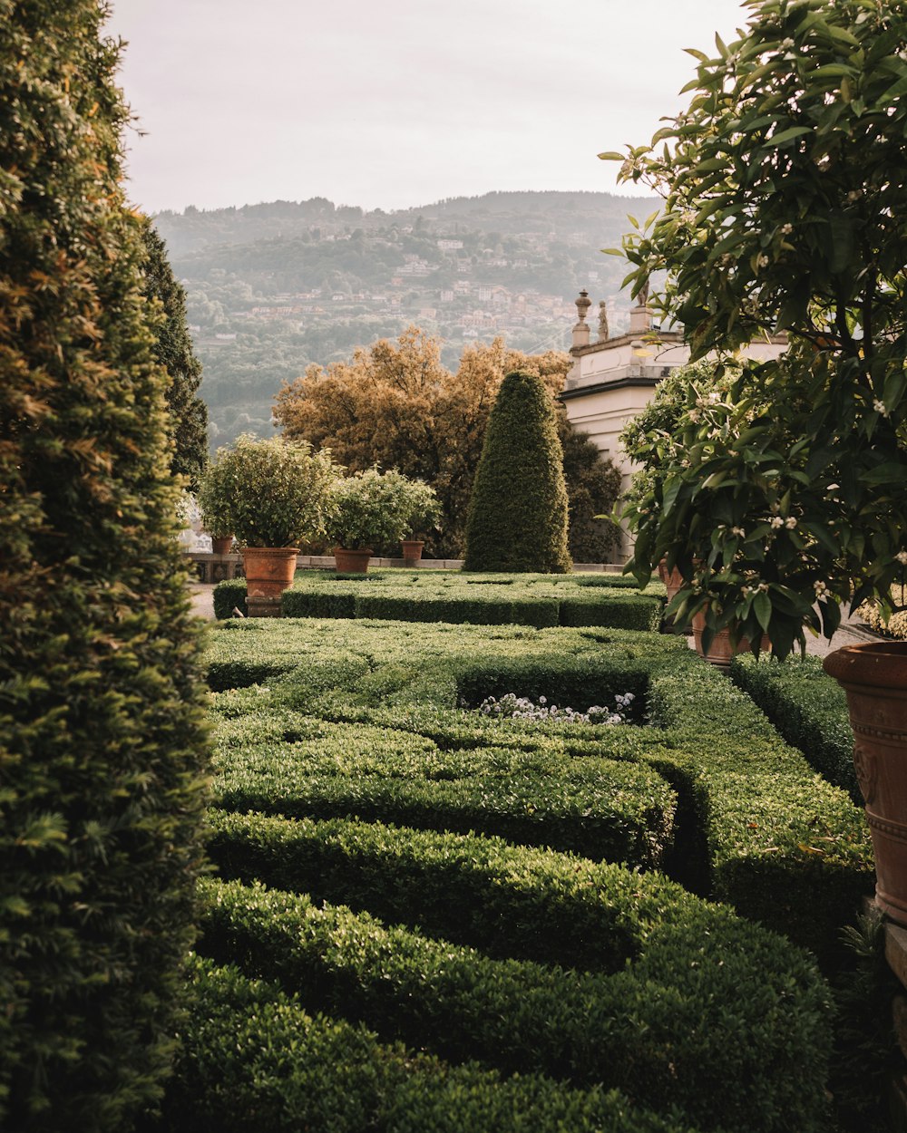 a view of a garden with a lot of hedges