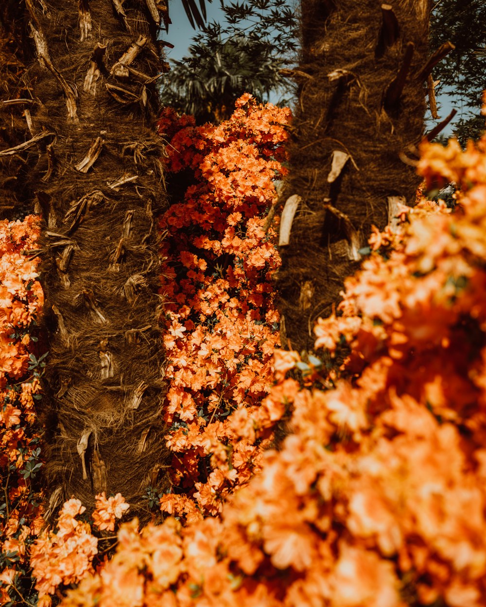 a bunch of flowers that are next to each other