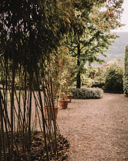 A serene garden scene featuring the bamboo plant rack and terracotta pots arranged neatly.