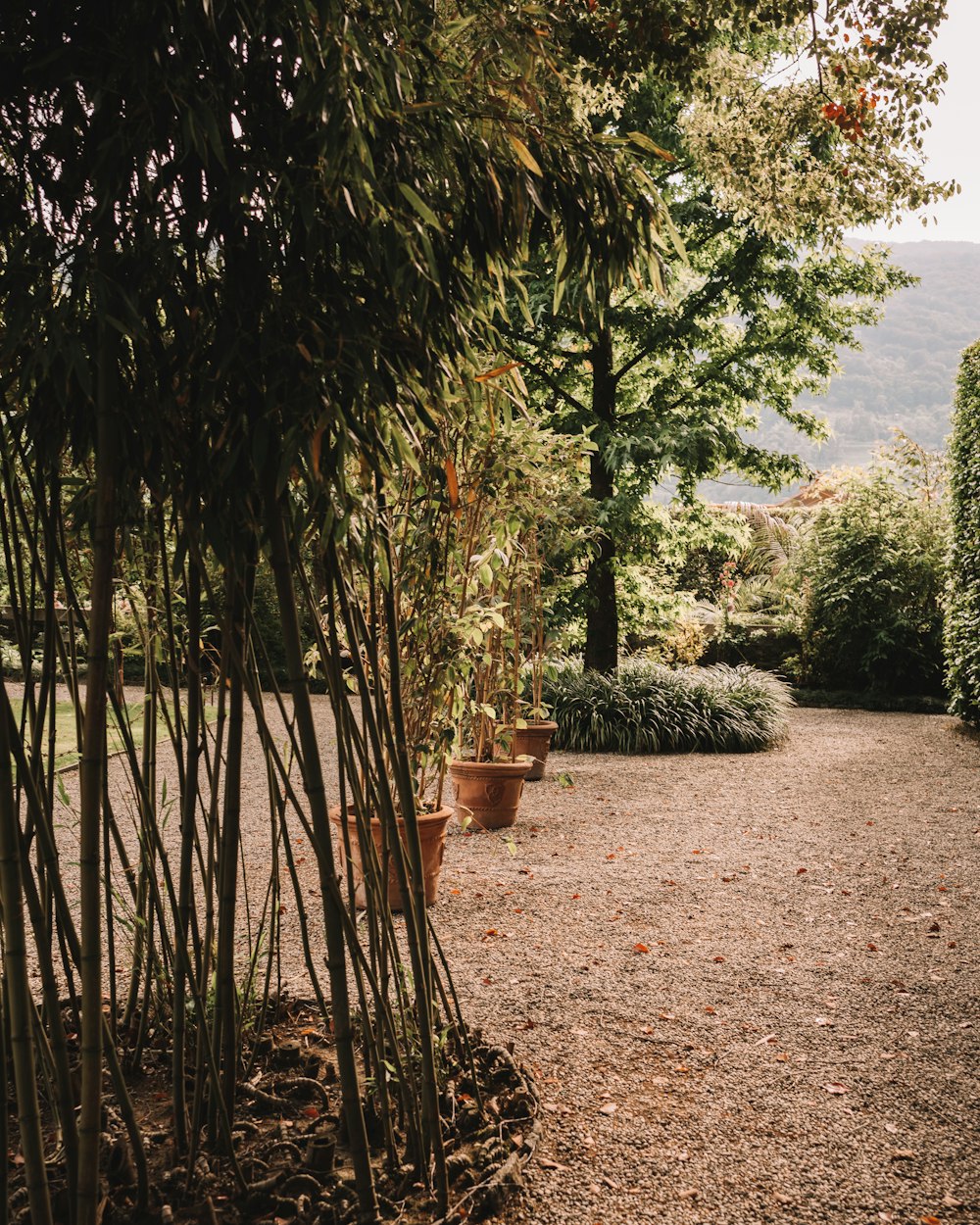 a path in a park lined with trees and plants