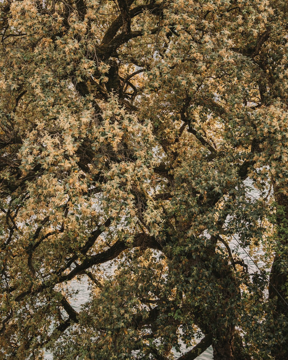 a large tree with lots of leaves on it