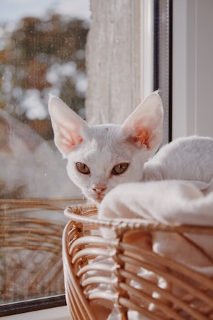 Cat Age Chart: Care Guide for Every Life Stage from Kitten to Senior