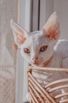 A white cat with distinctive, large ears and short, wavy fur rests comfortably in a woven basket by a window. The sunlight softly illuminates the cat's features, highlighting its expressive eyes and delicate fur texture.