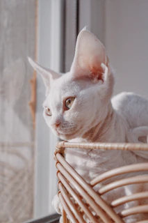 Elevated cat basket perched by a sunlit window with a relaxed cat inside.