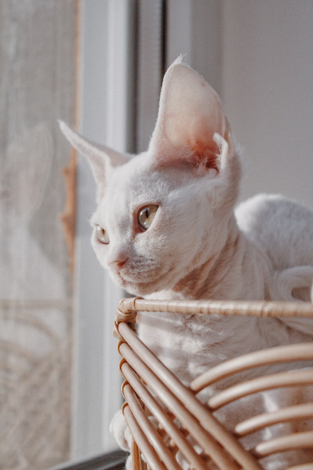 a white cat sitting in a wicker basket