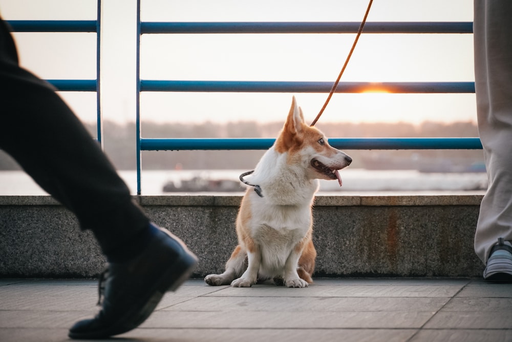 a brown and white dog sitting on top of a sidewalk