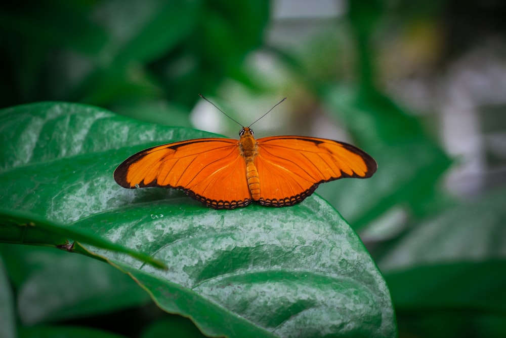 un grand papillon orange assis au sommet d’une feuille verte