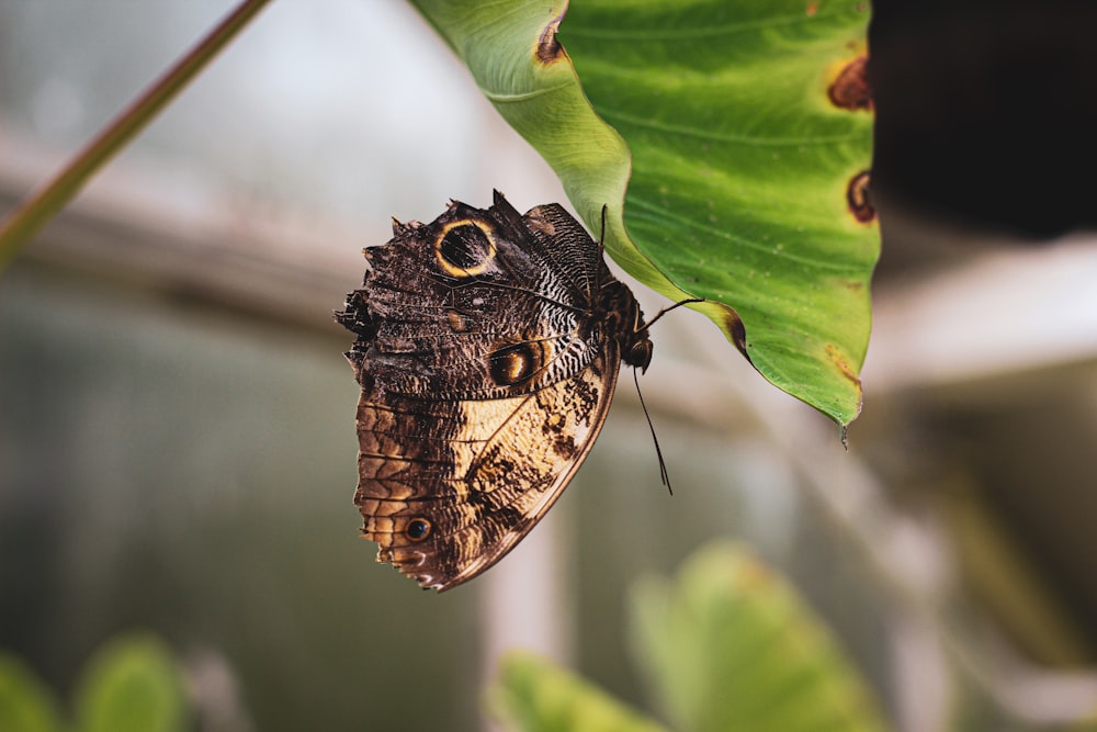 un primer plano de una mariposa en una hoja