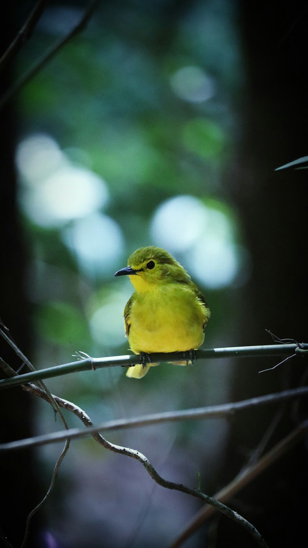 a small yellow bird sitting on a tree branch