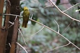 Close-up of a colorful bird perched on a bamboo branch near the cabin.